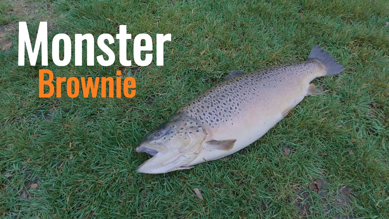 I Caught a GIANT Trout at My Local Lake!
