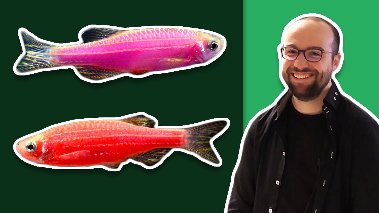 Rendre les poissons luminescents - Alban Doinel - BPT18 #11