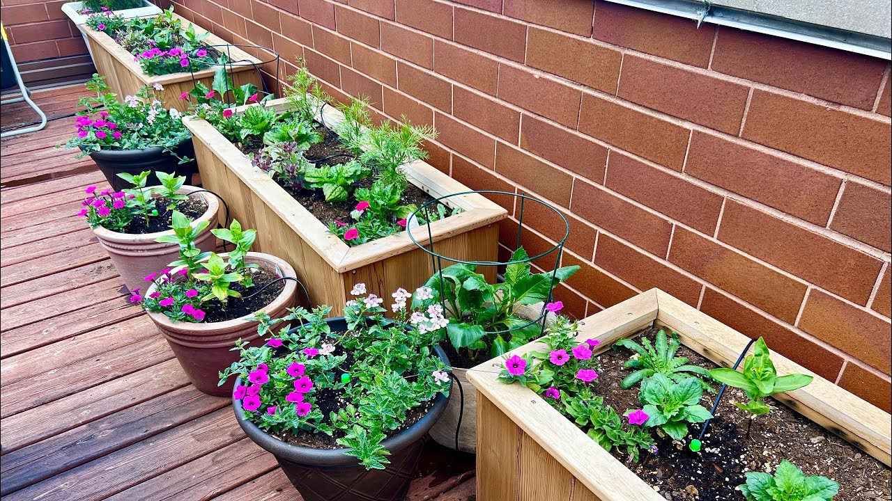 Setting Up Irrigation In My Container Garden | Container Irrigation Guide