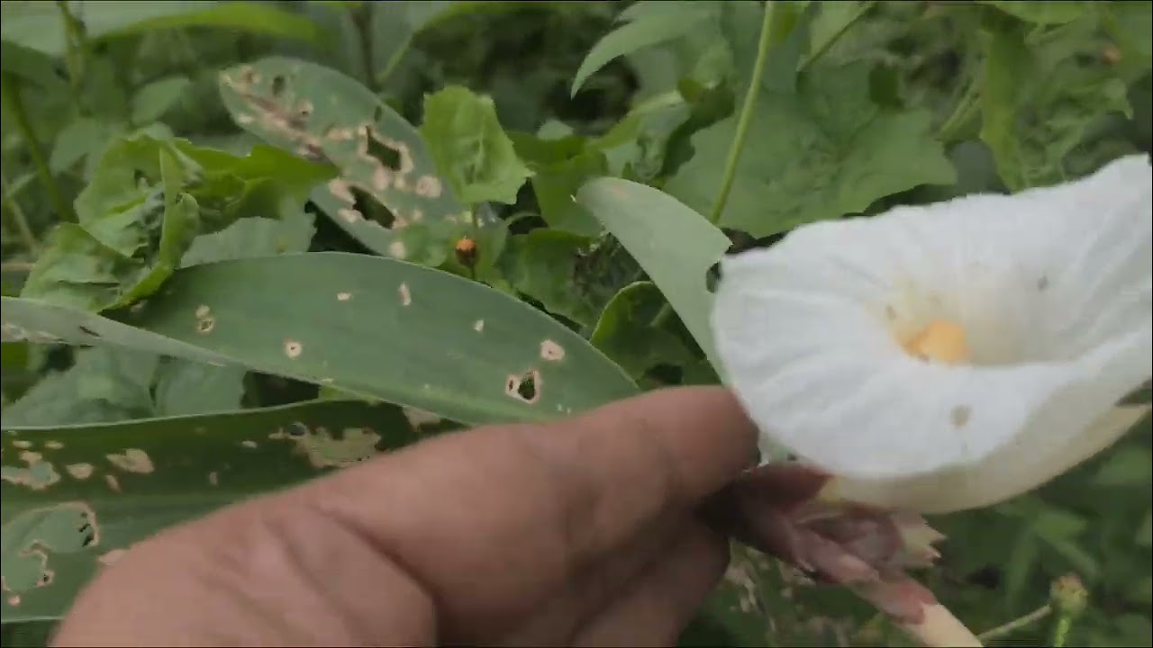 Mautuai leh tumbu khawrh te hi chu nuam ve tak ani