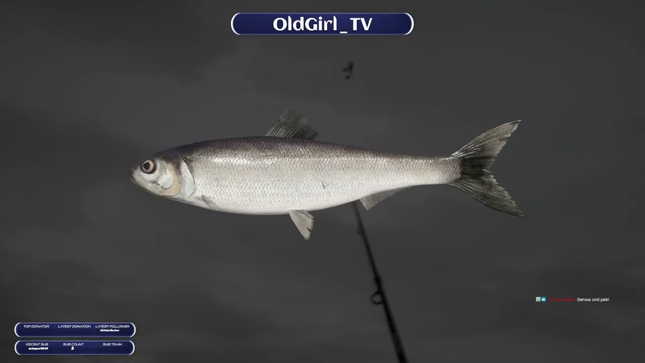 Aufgabenangeln Tag 12, Kaspische Forelle, Hecht und 3kg Fisch am Bärensee