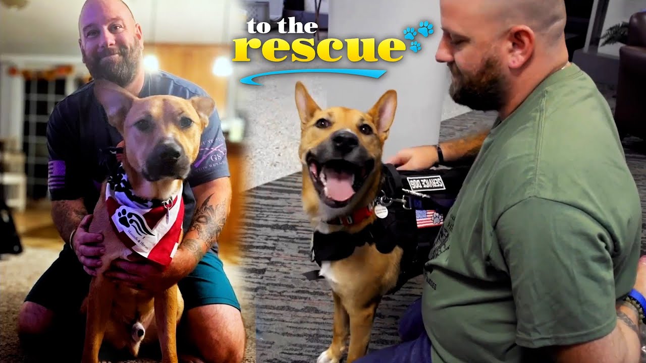 Veteran gets a therapy dog who was abandoned and needs a home | Hounds and Heroes | To The Rescue