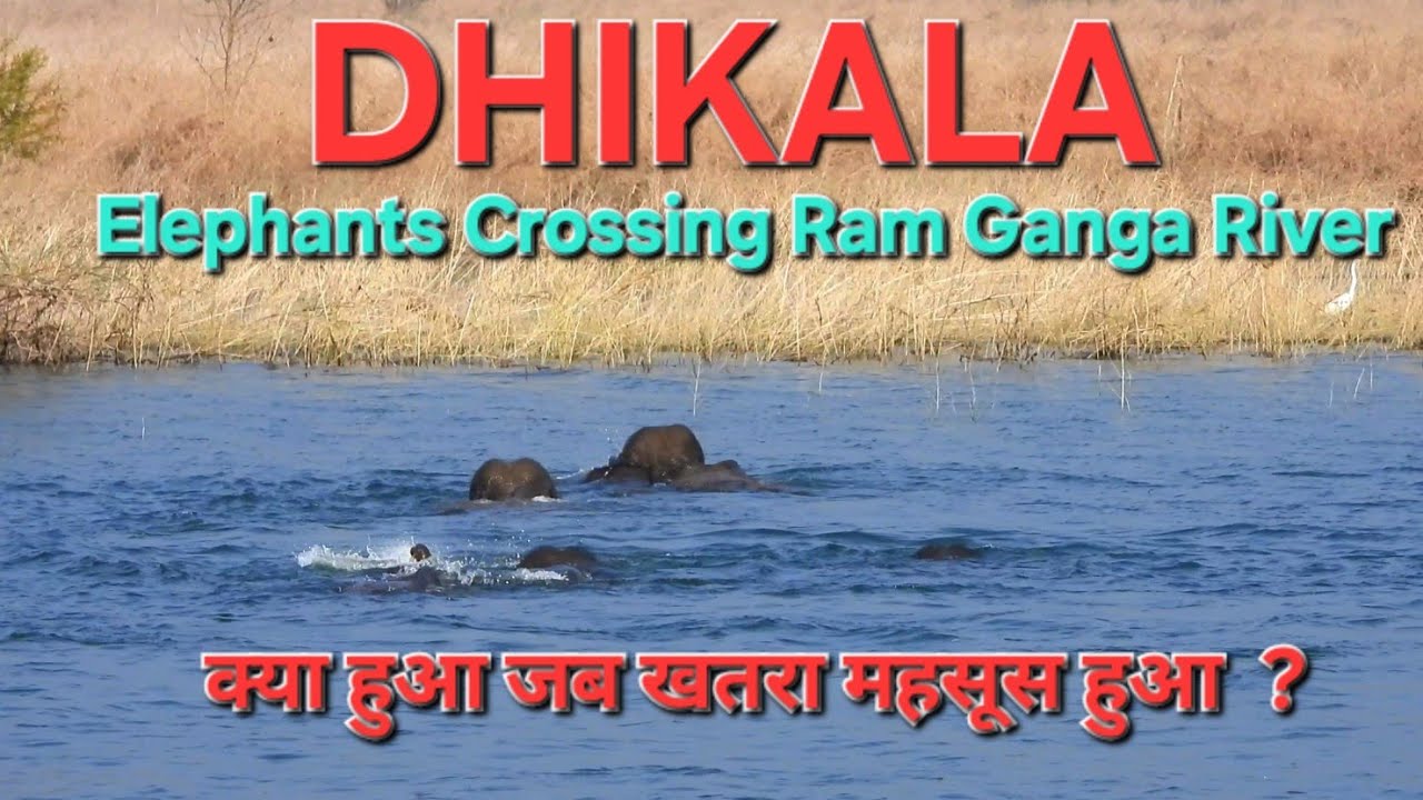 Nature’s Delight ⭐️ an elephant family crossing the River #dhikala #india प्रकृति का अद्भुत नज़ारा