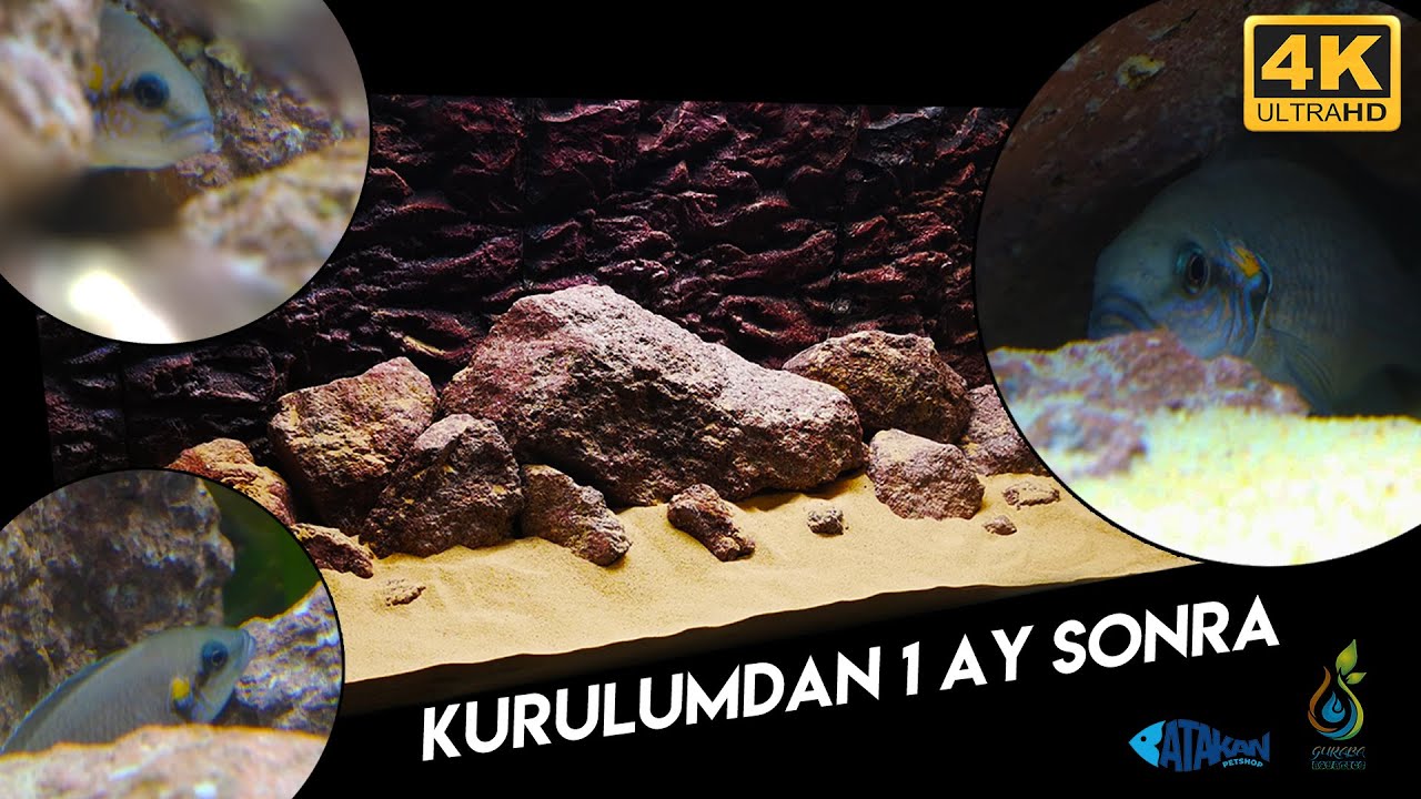 DOĞAL KAYALIK CİKLET AKVARYUMU | KURULUMDAN 1 AY SONRA