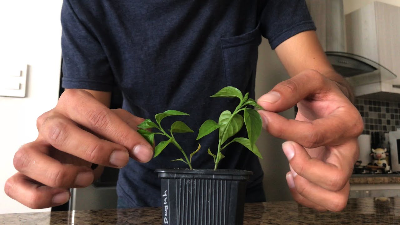 Cuidados básicos de una PLANTA DE CHILE