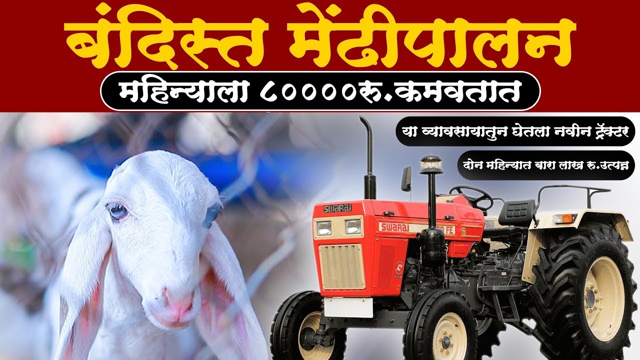 50 मेंढीच बंदिस्त मेंढीपालन पण यशस्वी झाल... #mendhipalan#बंदिस्त मेंढीपालन #topchavishay