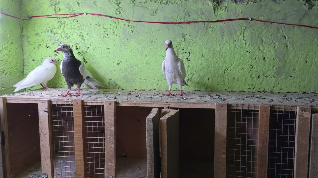 🕊В моей голубятне сегодня птицы разделены и обработаны лекарствами 🕊#голубь #голубятня #кабутар 🕊❤️🕊