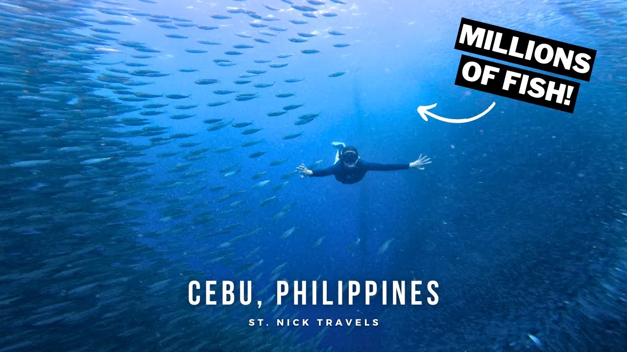 UNBELIEVABLE Moalboal Sardine Run Experience