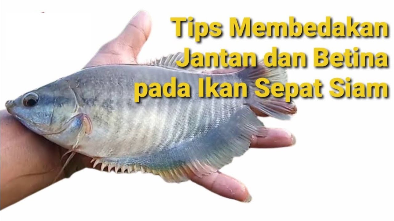 Tips Membedakan Ikan Sepat Siam Jantan dan Betina
