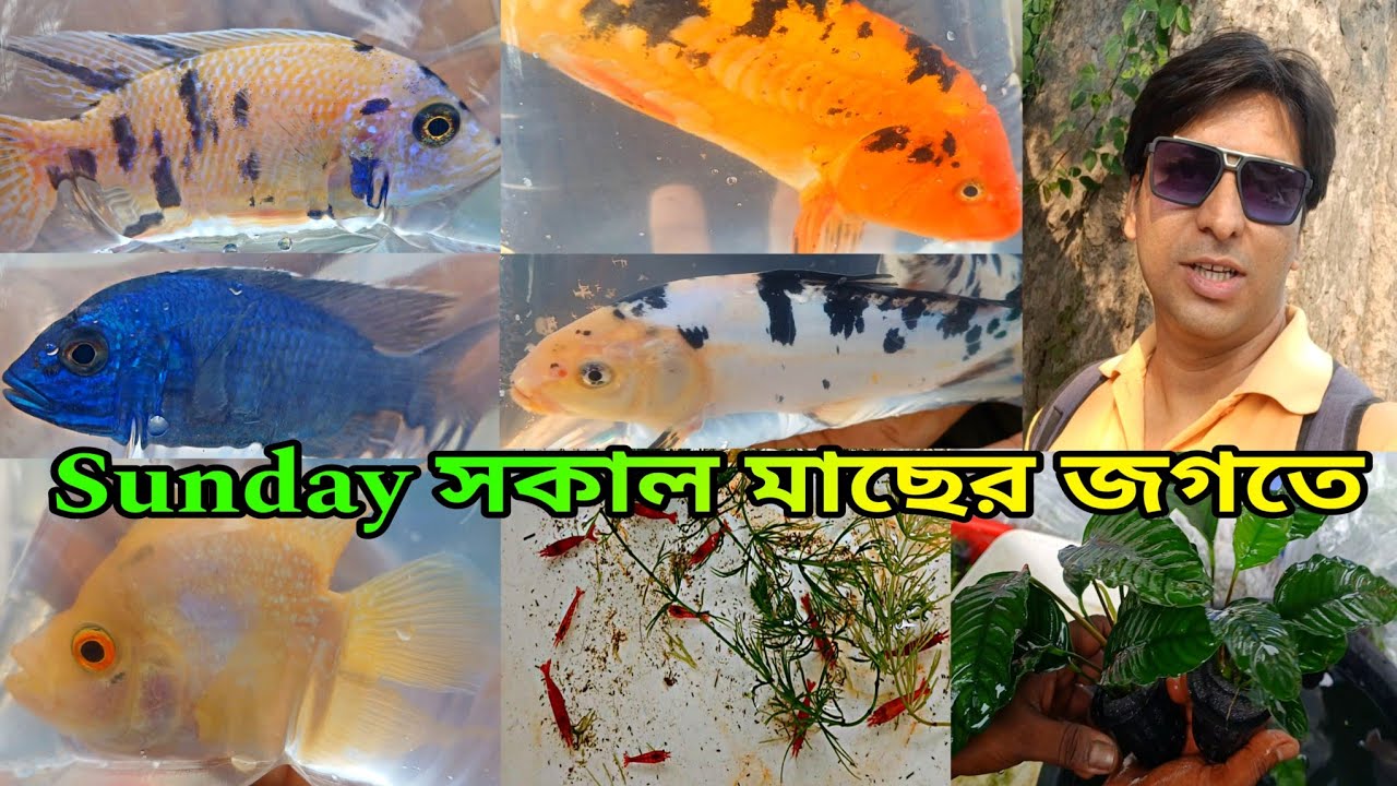 রবিবার শ্রীরামপুরের রঙিন মাছের হাটে | Serampore Pet Market | Serampore Fish Market | Fish Market 