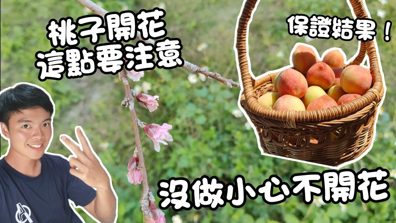 沒做小心桃樹不開花！12月必做的「關鍵修剪」保證明年有果吃！了解「徒手落葉」與「需冷量」祕訣 | 水蜜桃種植技巧分享 | 紅龍兄