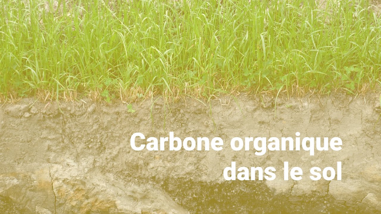 Carbone organique dans le sol