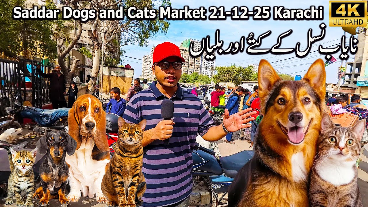 Dogs and Cats Market Saddar 21-12-25 Karachi | American Pit Bull Terrier Siberian Husky Dog Breeds