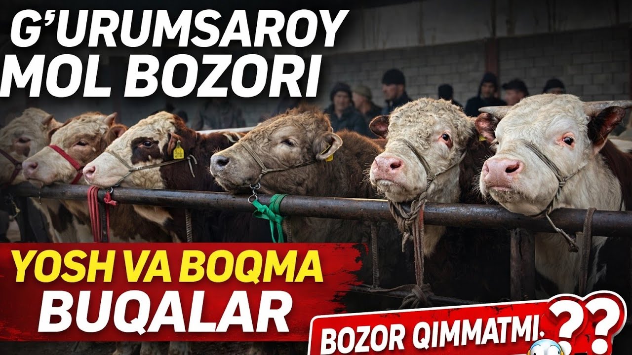 👉G’urumsaroy mol bozori 2026| Ko’chat va boqma buqalar narxlari