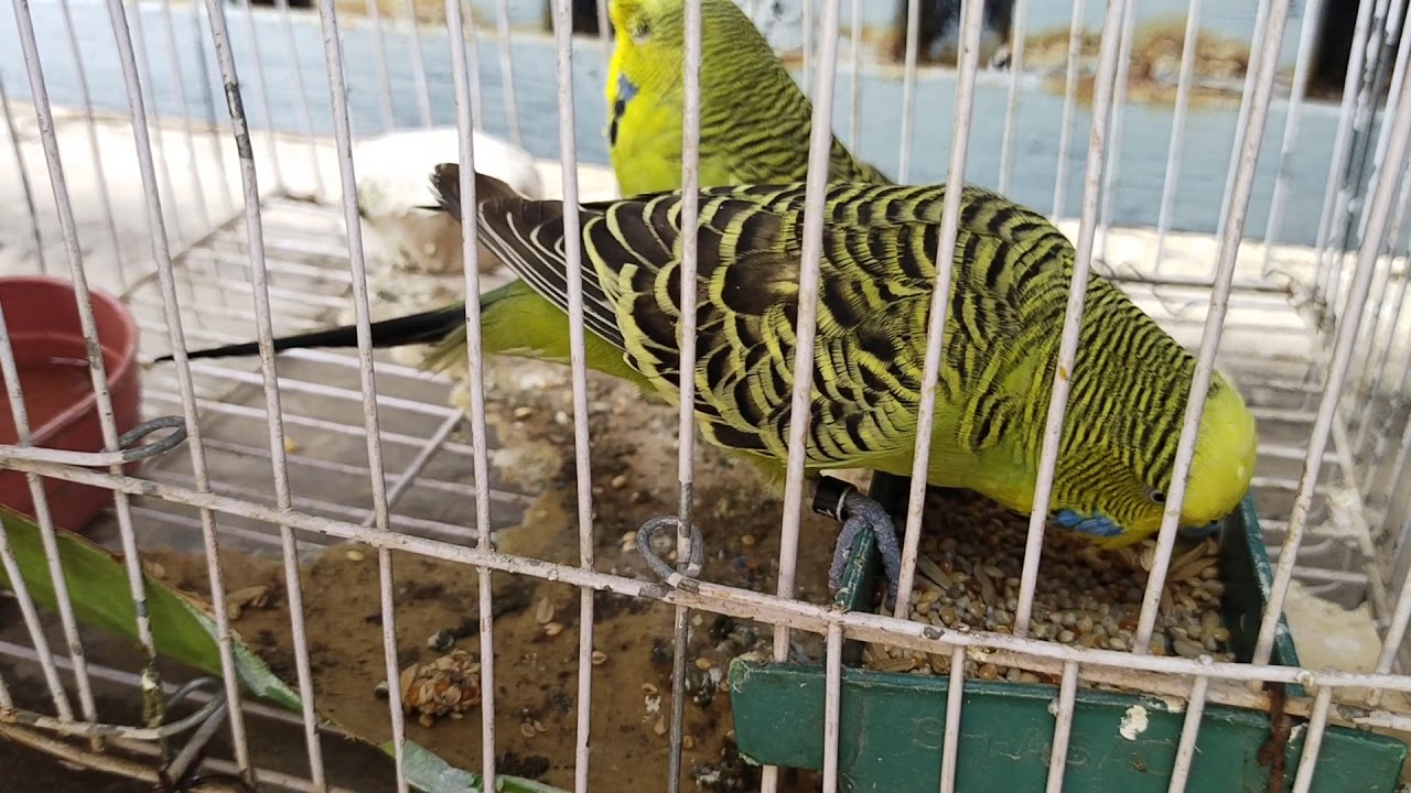 TCB King Size Budgies ❤️