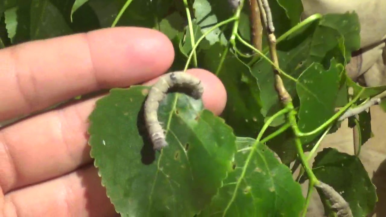 Clifden Nonpareil? - Raising the Catocala fraxini