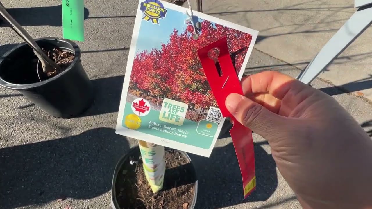 TERRA十一月最后的打折
