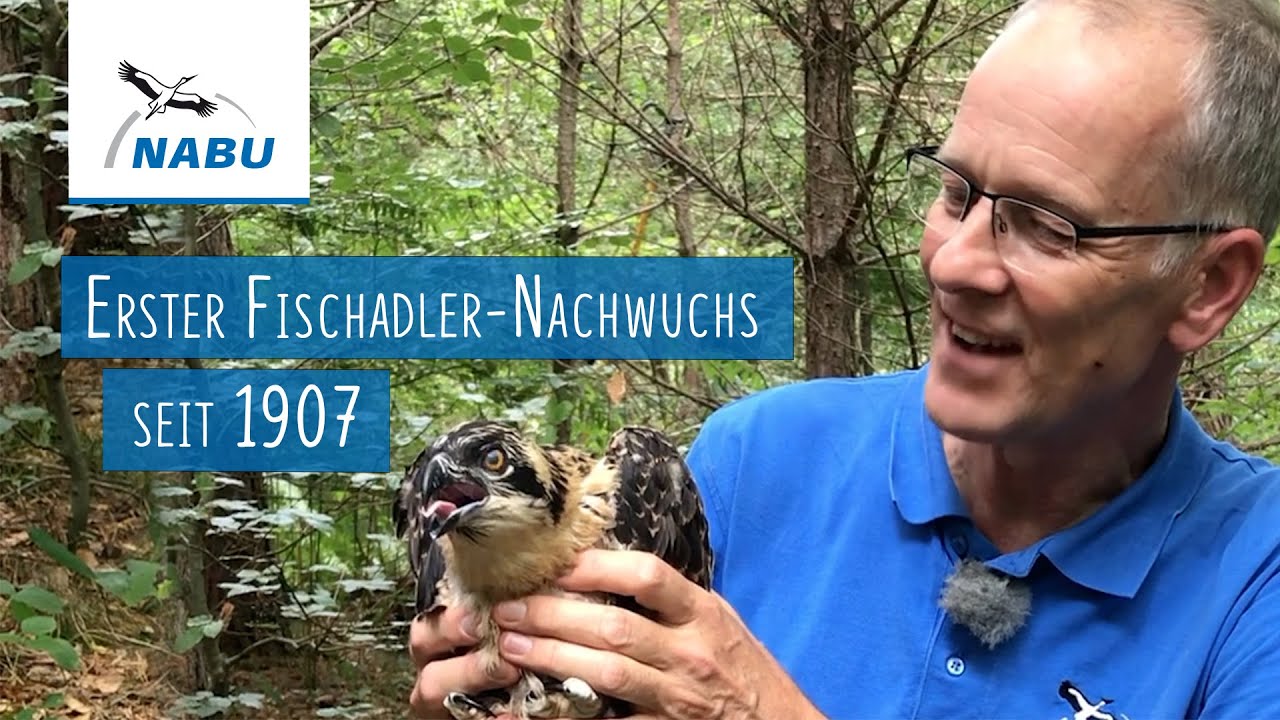NABU nah dran | Wie werden Fischadler beringt?