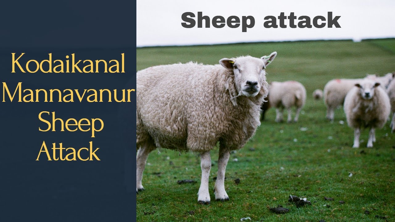 Kodaikanal Mannavaur lake | Sheep attack | Animal Attack