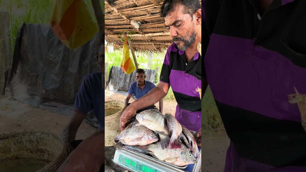 Amazing😱😱😱 srilankan village rural fish market #trending #viralvideo