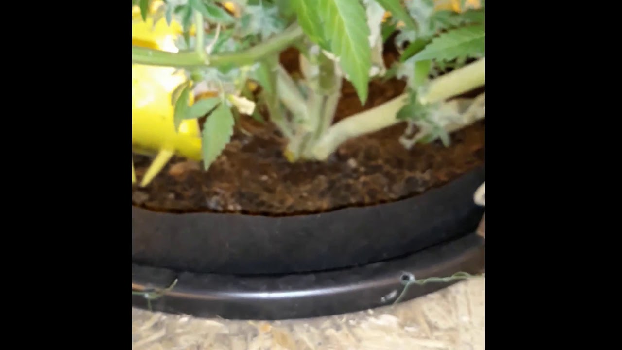 Cannabis Bull Power Plant