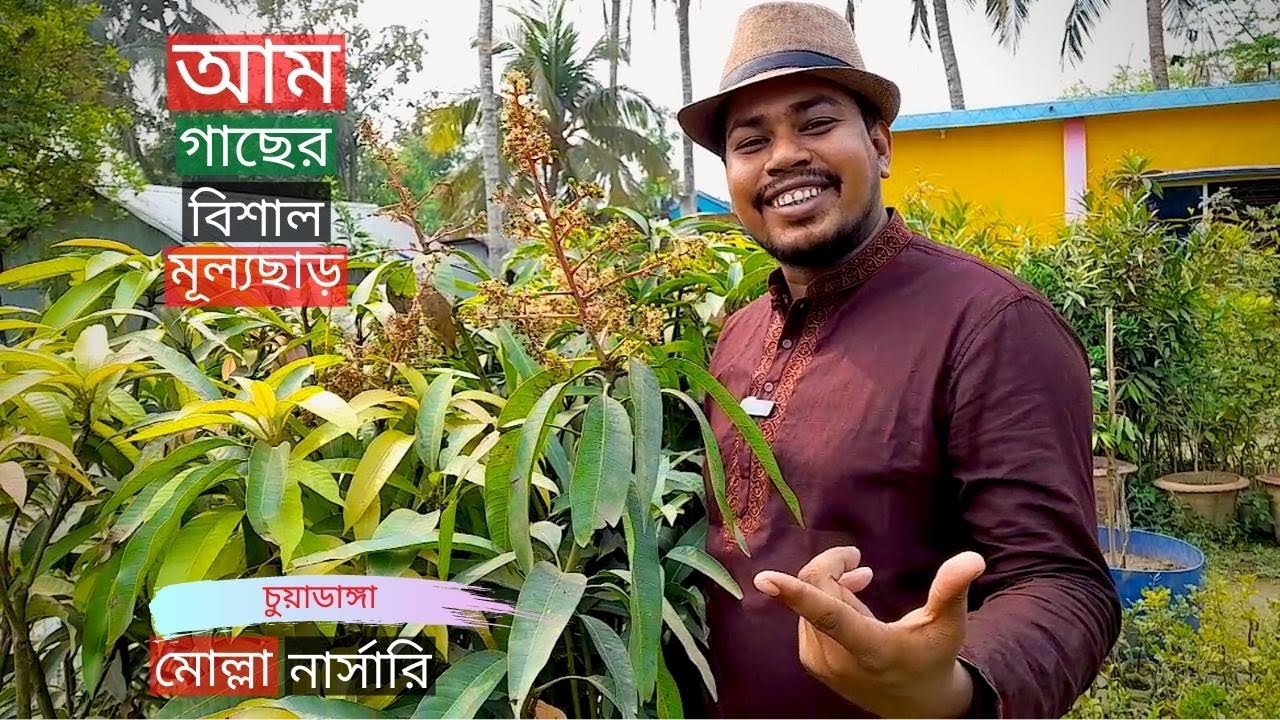 আম গাছের দাম মোল্লা নার্সারিতে | Mango Tree Price In Chuadanga | Gardening Bangladesh