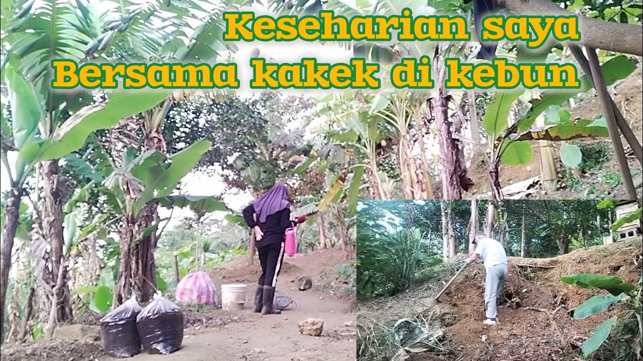 JADI BERSIH KAN‼️ KESEHARIAN SAYA BERSAMA KAKEK DI KEBUN 