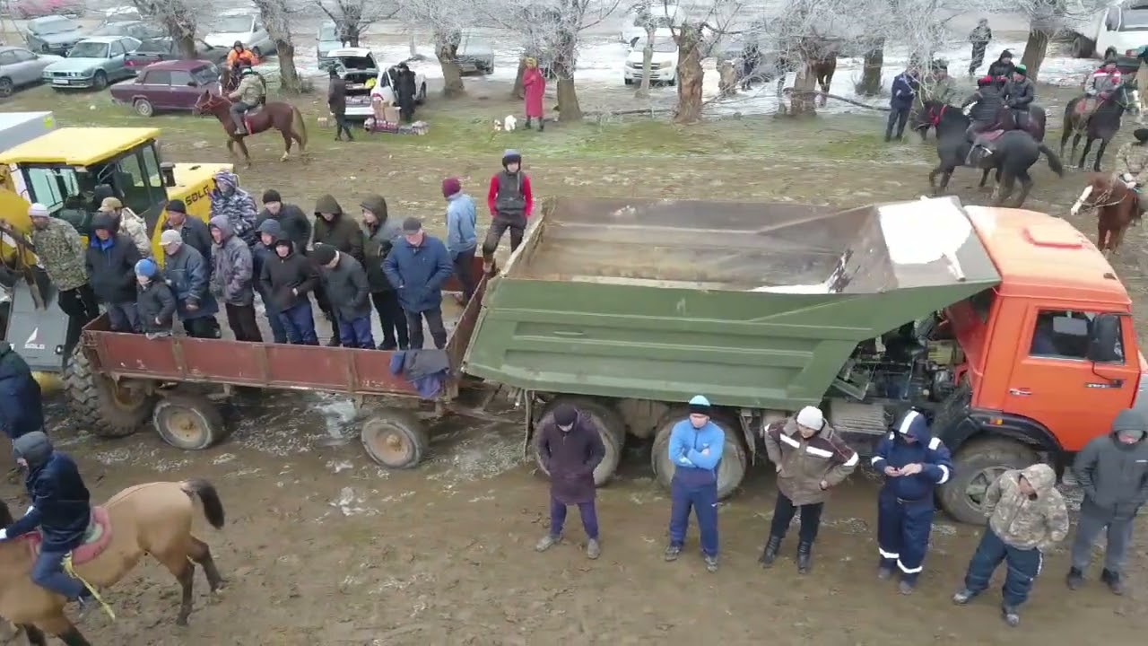 Аңсар көкпар, Төлеби