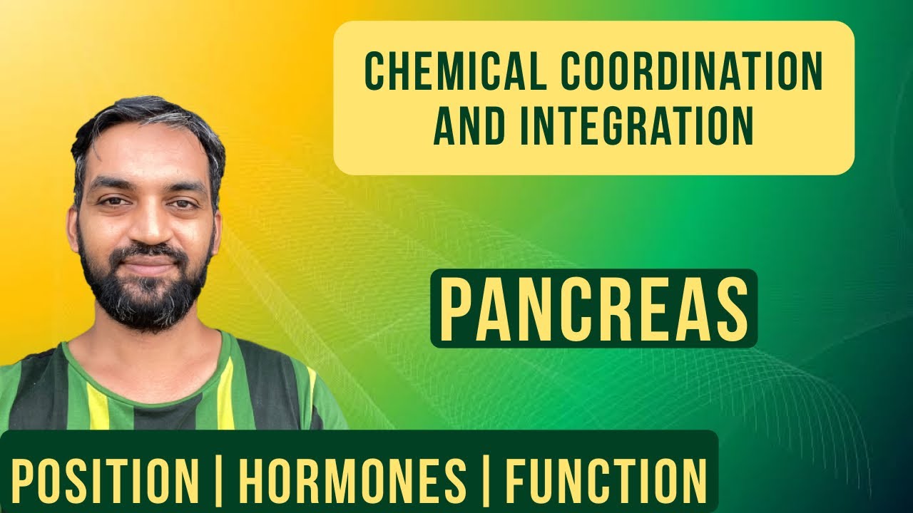 Chemical coordination and integration | Pancreas