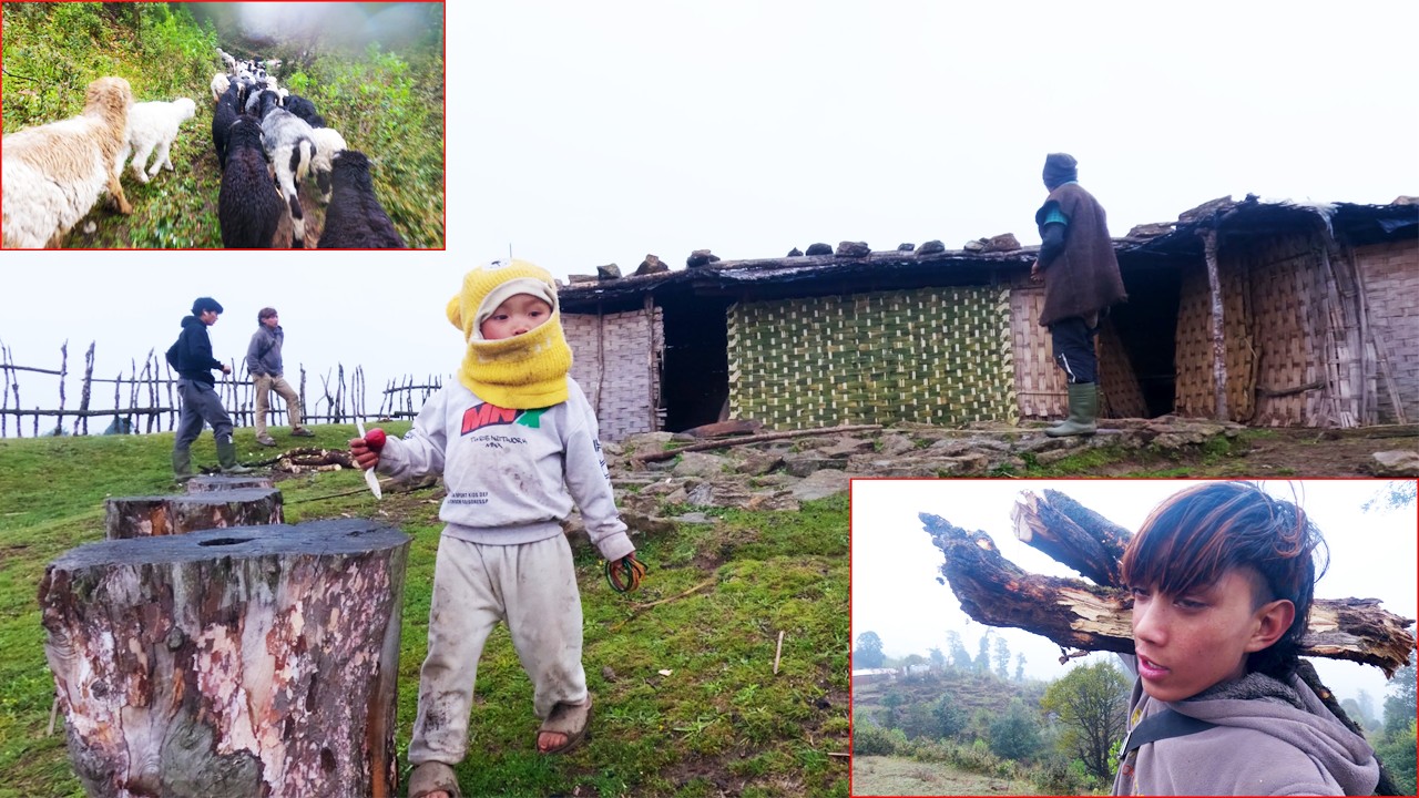 shifting upwards hill with sheep herd  || pastoral life of Nepal || @pastorallifeofnepal