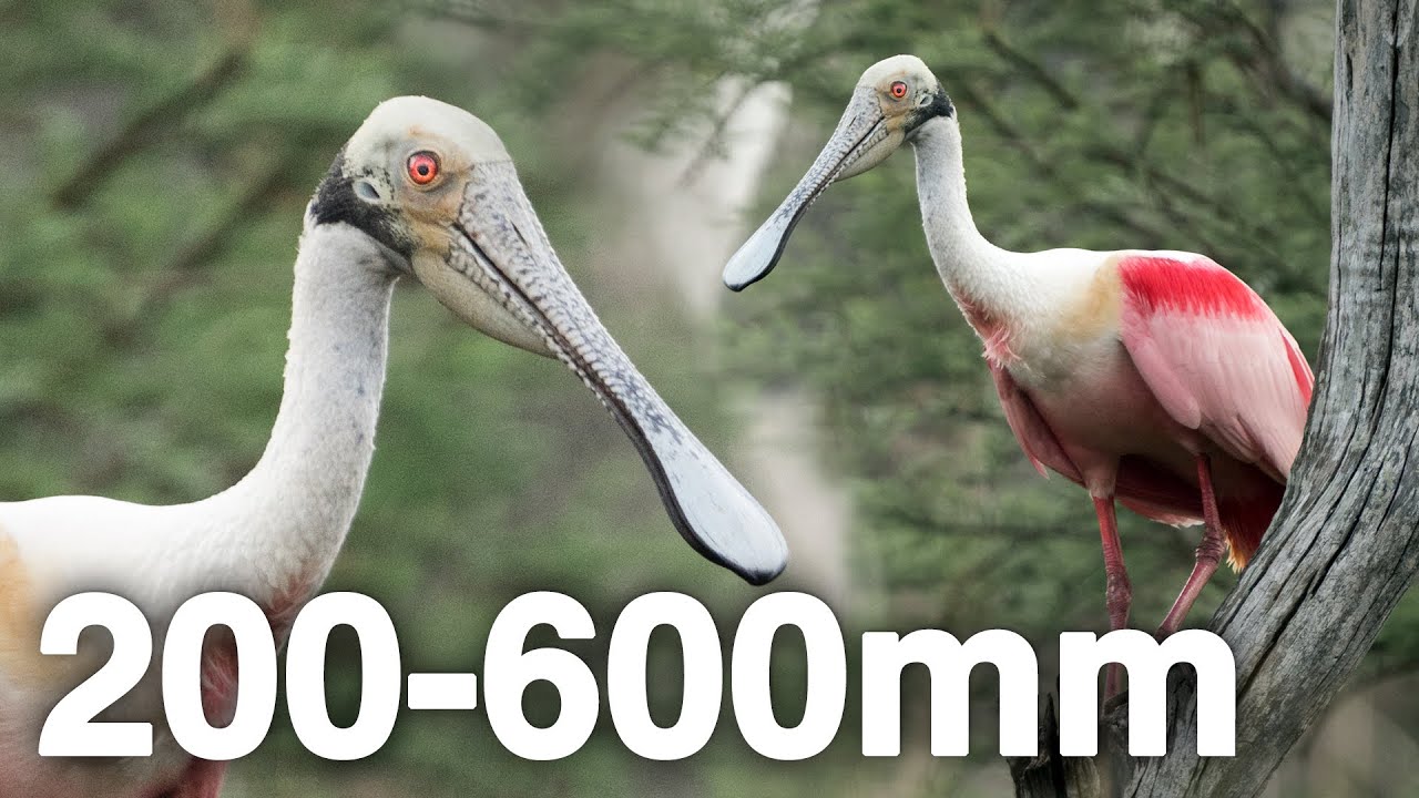Florida Wildlife with Sony 200-600mm A7III