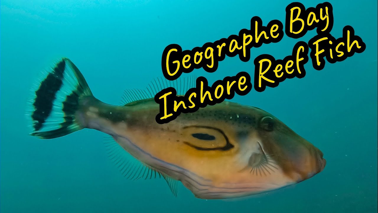 Reef Fish of Geographe Bay