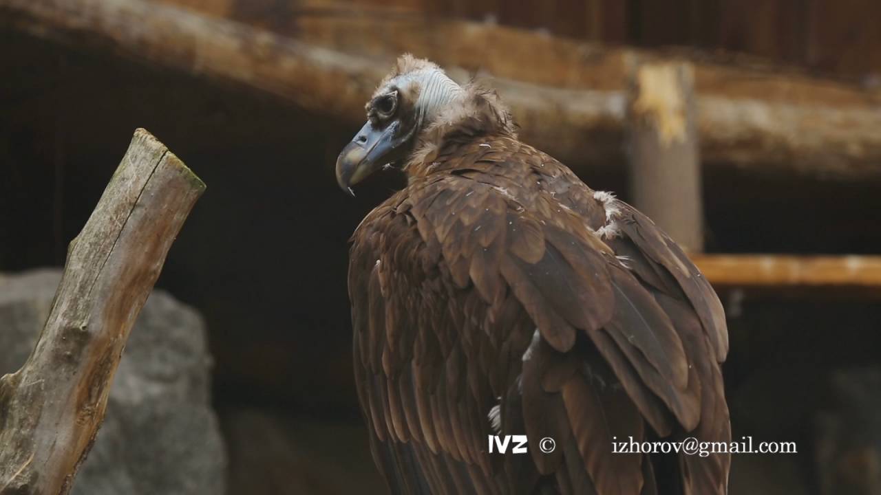 European Black Vulture (Aegypius Monachus