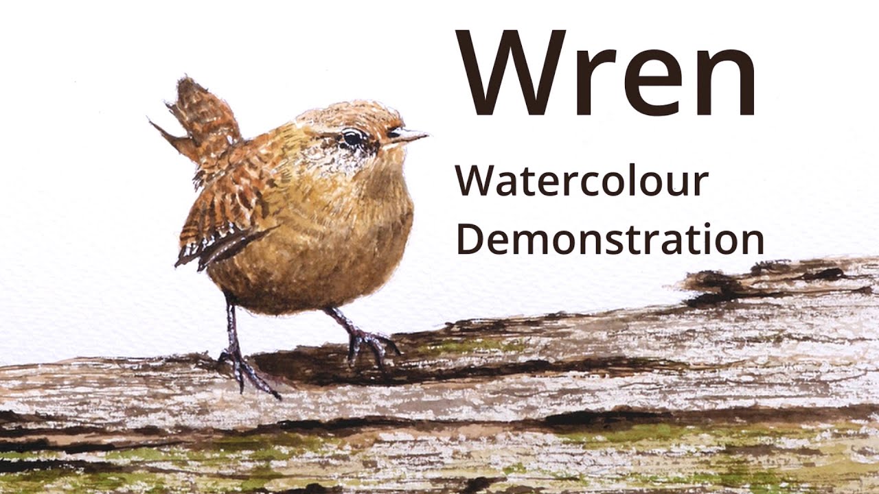 How to paint a Wren - Watercolour painting demonstration