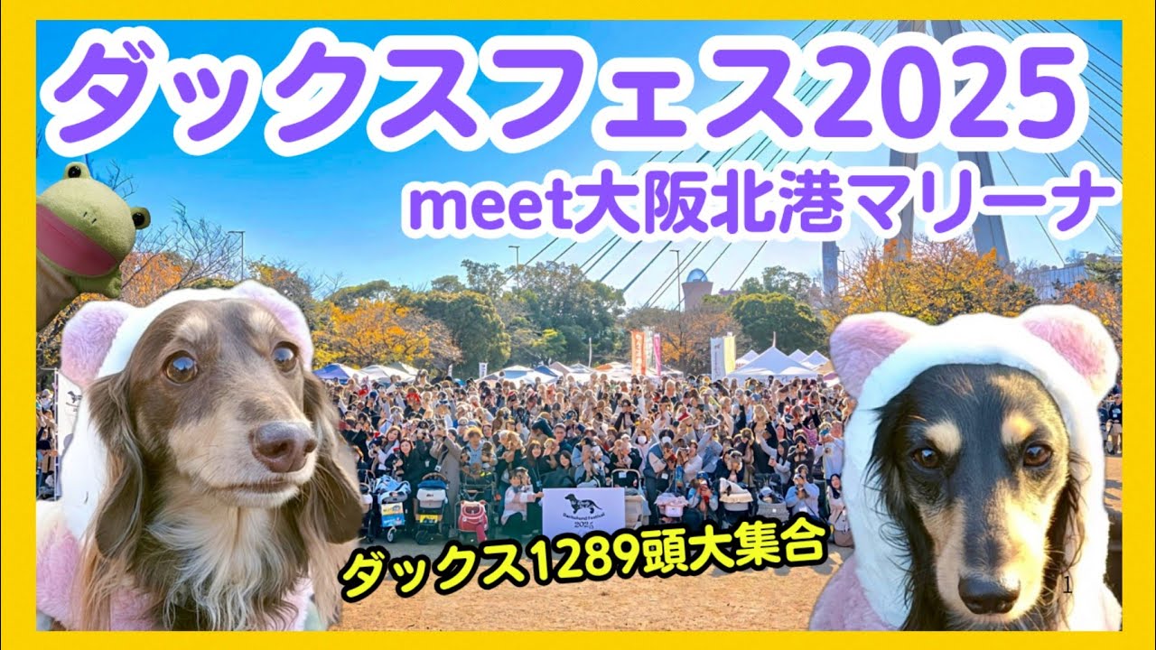 【ダックスフェス2025】1289頭のダックスが大集合！ 大阪北港マリーナが凄すぎた