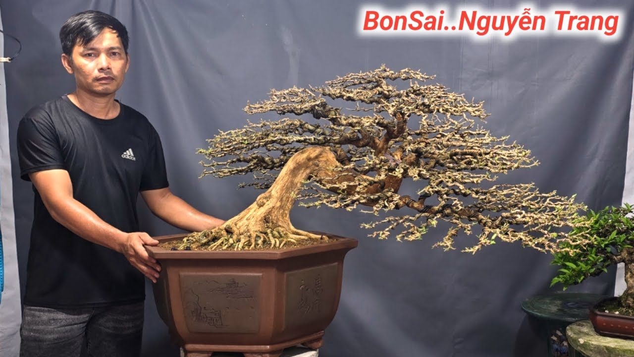 BonSai Nguyễn Trang Bến Tre. Giao Lưu Nhiều Tác Phẩm Cây Cảnh Đẹp Ngày 12.10.2024 Lh #0358859591