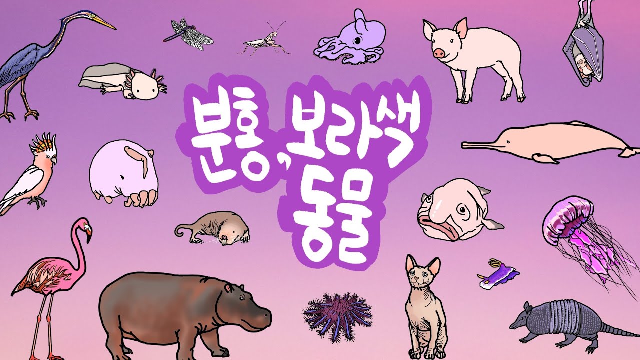 분홍보라색동물 | 분홍색과 보라색 색깔을 가지고 있는 동물은 누구일까? | 분홍동물, 핑크동물, 보라색 동물들을 만나보아요 | 분홍보라 색깔놀이 | 핑크색동물들 | 키즈드로우