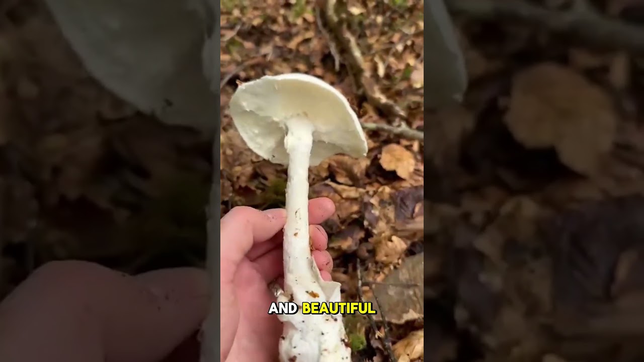 &ldquo;Top 5 Most Toxic Mushrooms&rdquo; #shorts #mushroom #facts
