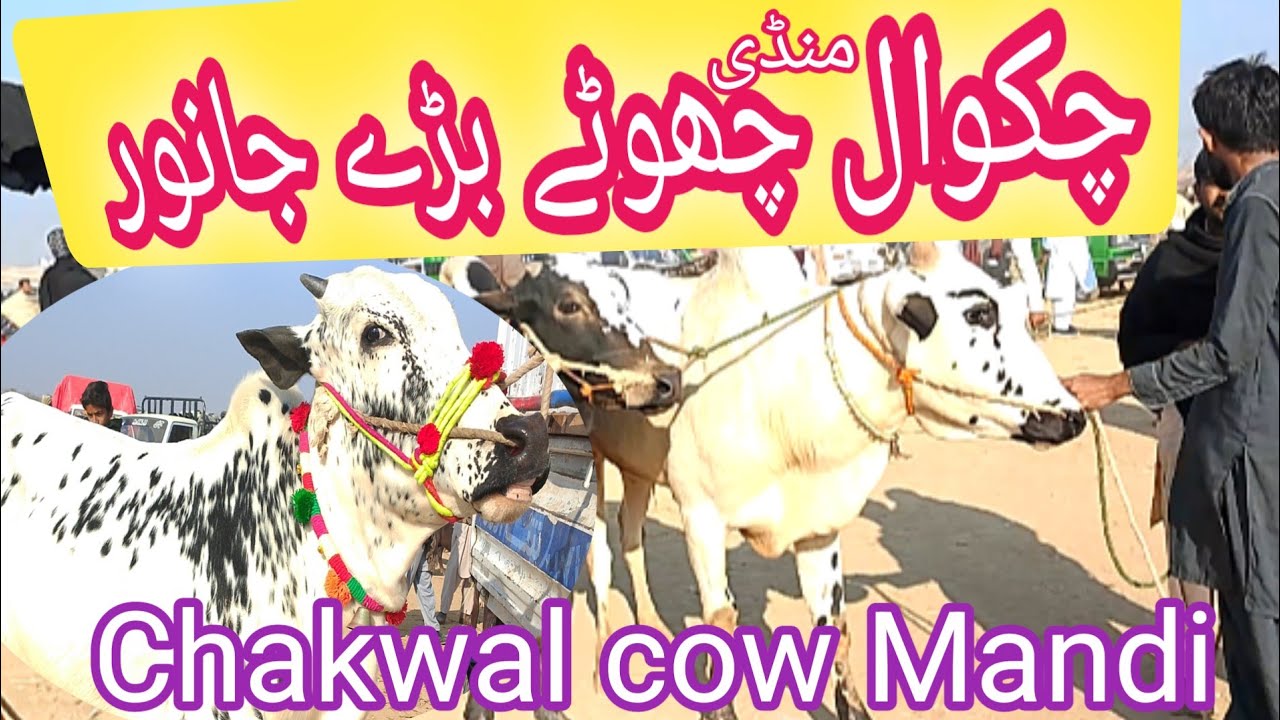 Chakwal cow Mandi|Chakwal cow Mandi today|Chakwal Mandi latest update today 