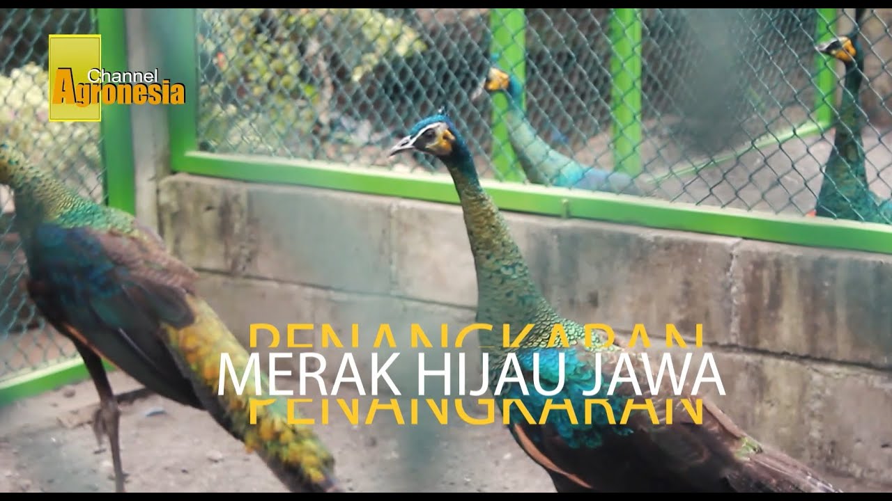 Penangkaran Legal Merak Hijau Jawa 