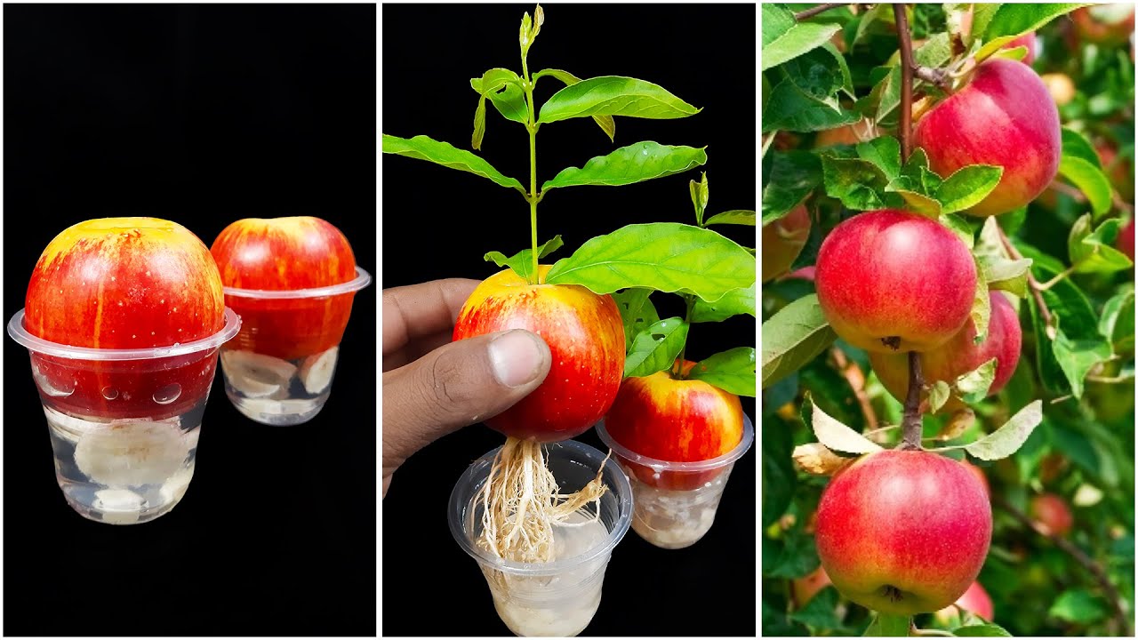 How to grow apple tree from apple fruit || Unique method for growing