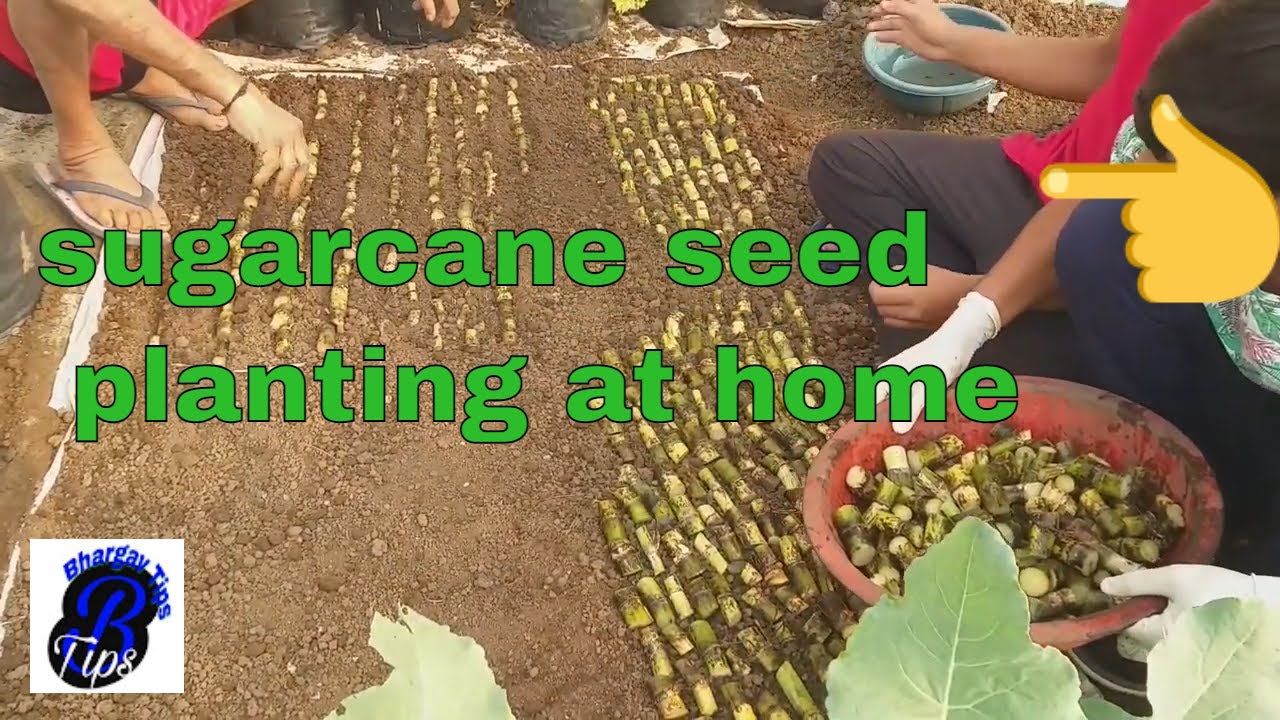 Sugarcane Nursery at home / How to prepare Sugar Cane Plants at Home / How to Grow SugarCane at Home