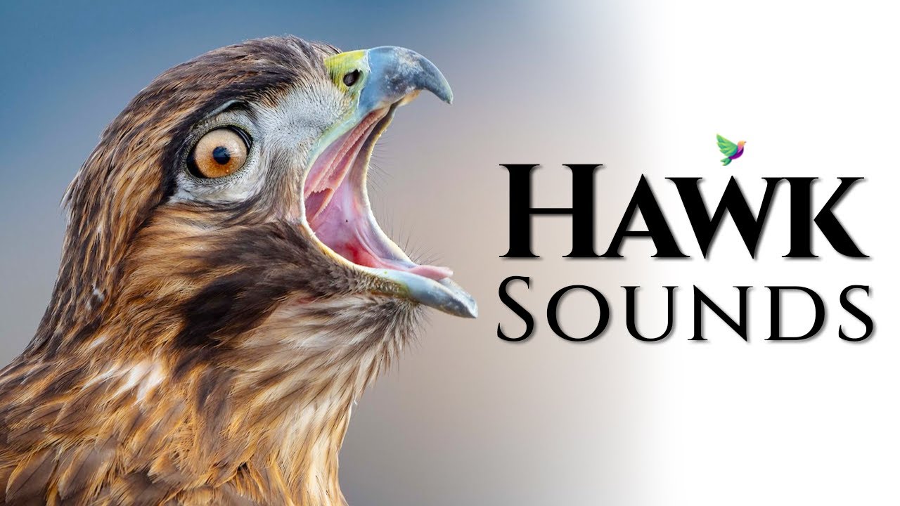 The best Hawks Sounds🦅- Different Types of North American Hawks and Their Sounds🎶