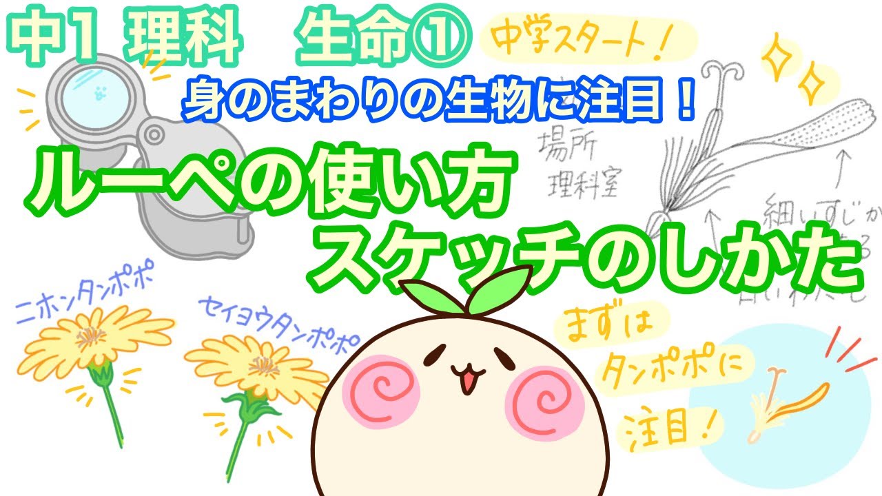【中1理科b1】身近な生物を観察しながらルーペの使い方とスケッチのしかたもやってみよう【タンポポ】