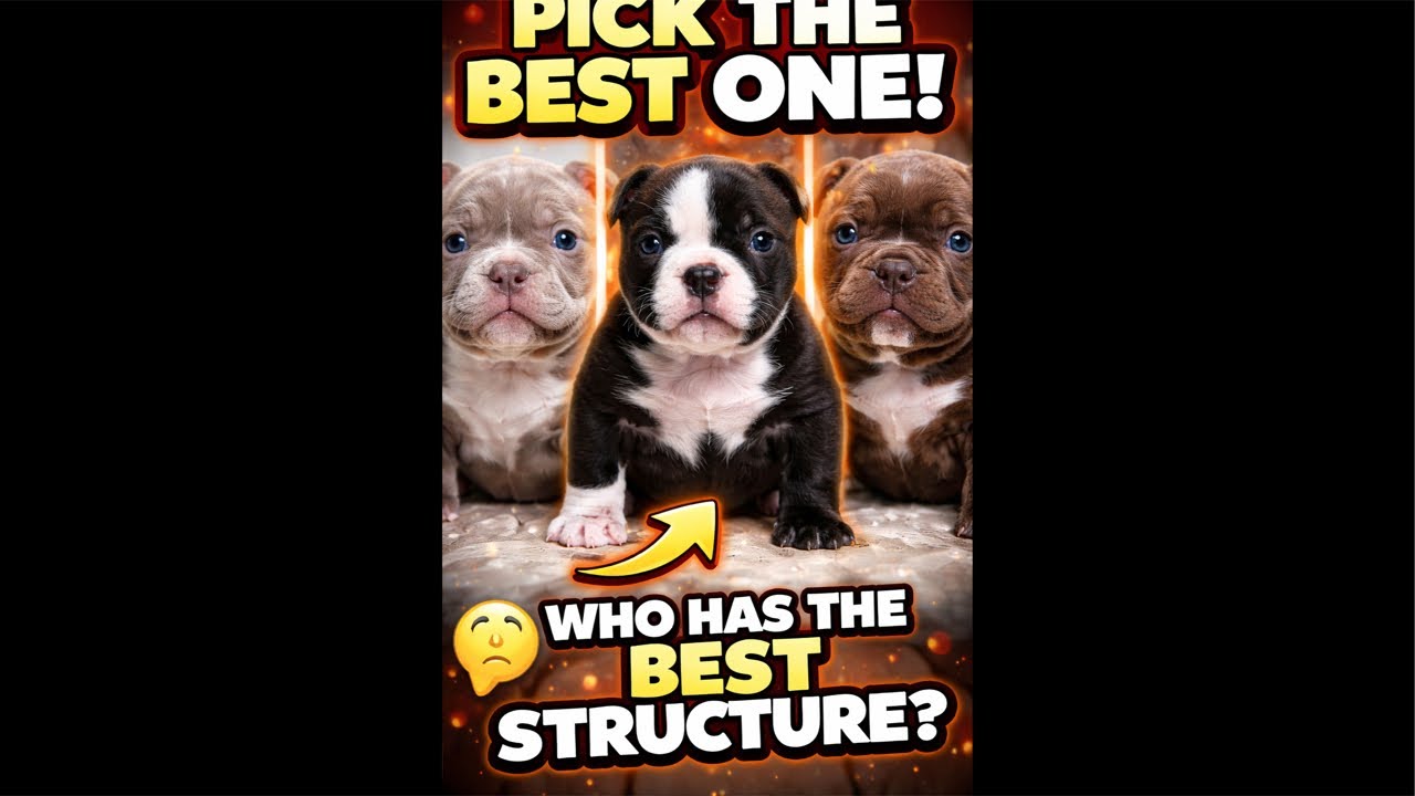 LIVE Puppy Feeding 🍼 | Built Different Structure Talk 🔥