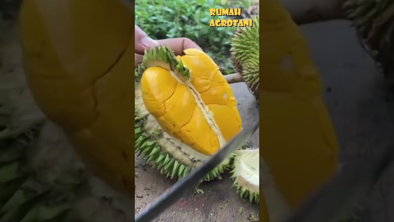Durian Petruk Andalan Indonesia