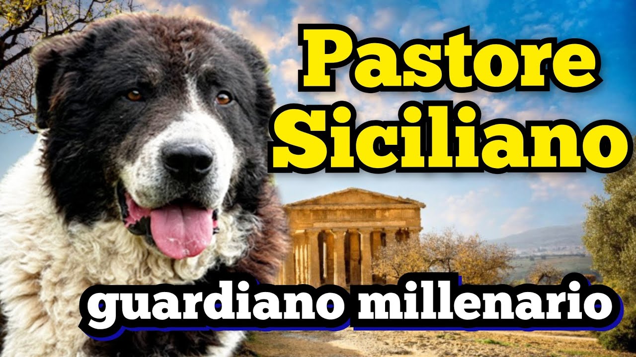 CANE di MÀNNARA siciliano d.o.c.