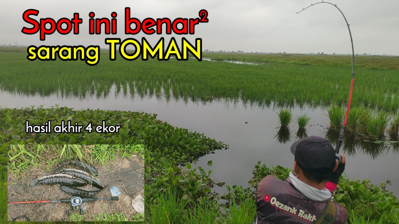 KETEMU SPOT SARANG TOMAN || CASTING TOMAN BANJARMASIN KALIMANTAN
