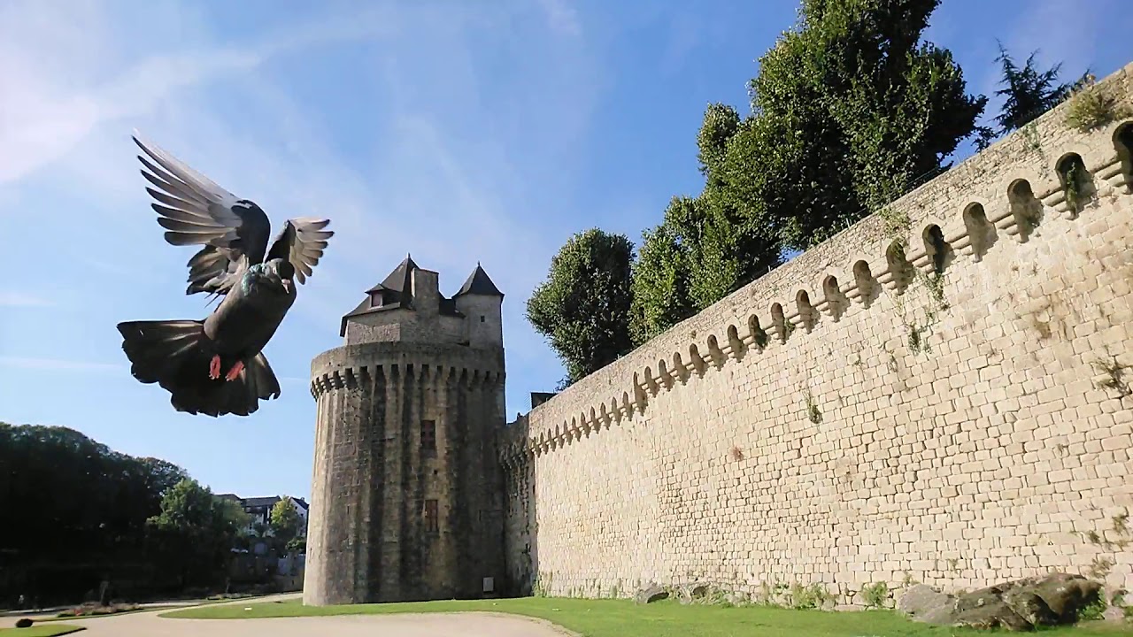 VANNES REMPARTS : VOL RALENTI PIGEON CULBUTANT.