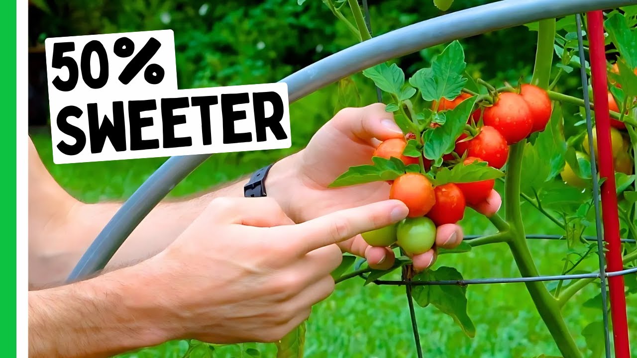 Grow SWEETER Tomatoes With These Tips 🍅